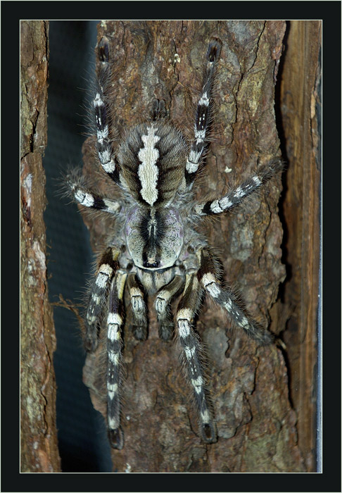 Vogelspinne
im Papilliorama Kerzers (leider nicht in der Natur)
Schlüsselwörter: Vogelspinne, Papilliorama Kerzers