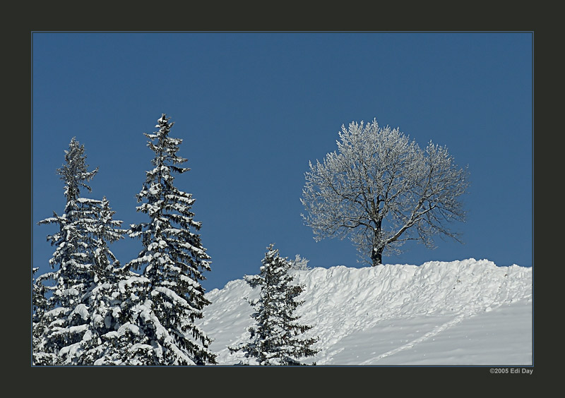 Scheidegg bei Wald
im Zürcher Oberland
Schlüsselwörter: Wald, Scheidegg, Zürcher Oberland, Winterlandschaft