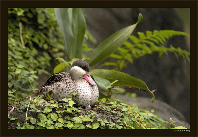 Exotische Ente
in der Masoala-Regenwaldhalle
Schlüsselwörter: Masoalahalle, Madagaskar, Zoo Zürich, zürcher Zoo, Ente