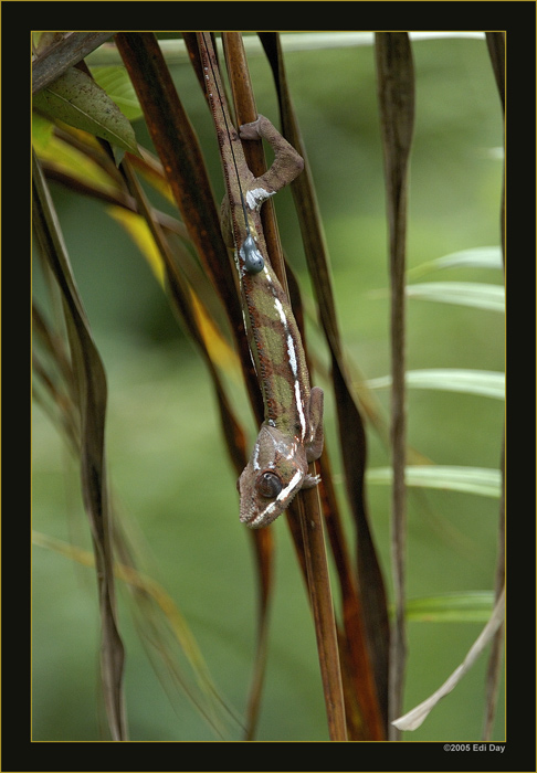 Chamäleon mit Sender
deutlich zu sehen der schwarze Sender mit Antenne auf dem Rücken des Tieres. So können diese gut getarnten Tiere jederzeit in der grossen Halle wiedergefunden werden. Hier vermutlich ein junges Exemplar eines Pantherchamäleons.
Schlüsselwörter: Masoalahalle, Madagaskar, Zoo Zürich, zürcher Zoo, Chamäleon, Sender