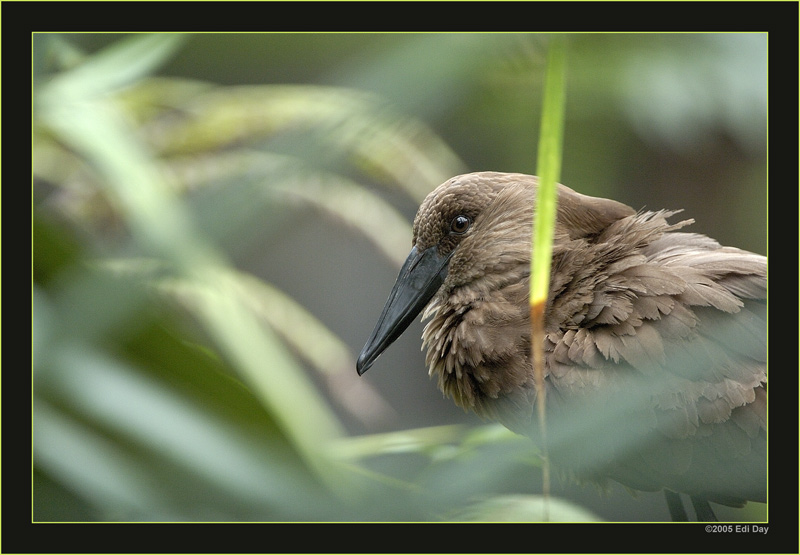 Hammerkopf
in der Masoala-Regenwaldhalle
Schlüsselwörter: Masoalahalle, Madagaskar, Zoo Zürich, zürcher Zoo, Hammerkopf