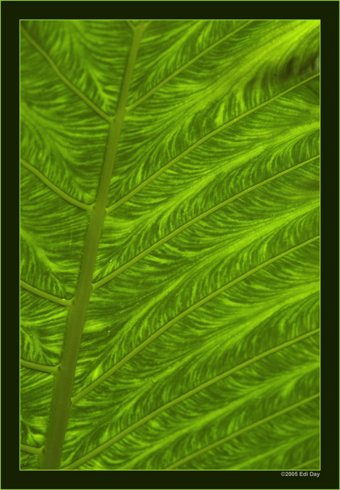 Aronstab
Blatt im Gegenlicht
Schlüsselwörter: Masoalahalle, Madagaskar, Zoo Zürich, zürcher Zoo, Aronstab