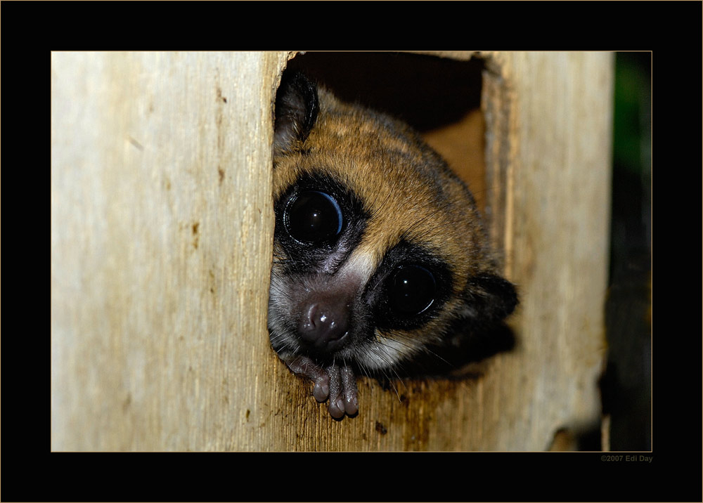 Fettschwanzmaki
Schlüsselwörter: Fettschwanzmaki, Masoalahalle, Zoo, Zürich, Cheirogaleus
