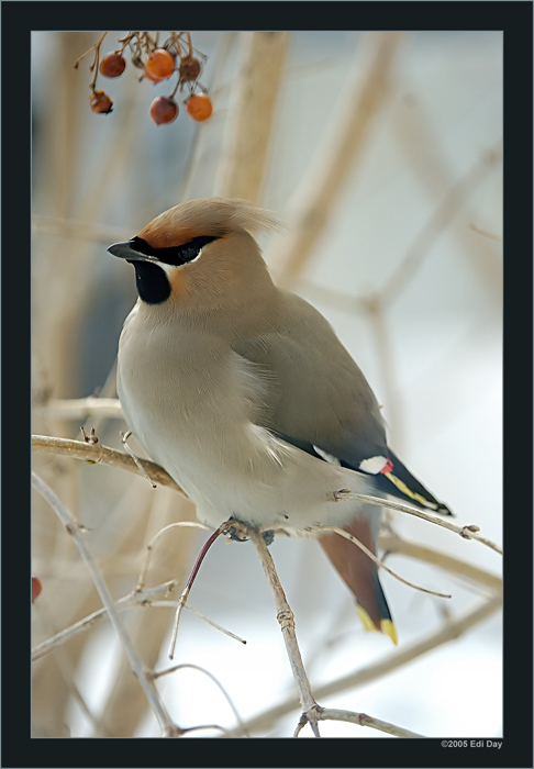 Seidenschwanz
Irrgäste aus Sibirien
Schlüsselwörter: Seidenschwanz, Bombycilla garrulus