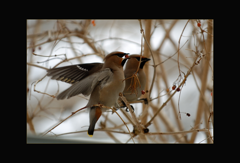Seidenschwänze
aufgenommen auf der Forch
Schlüsselwörter: Seidenschwanz, Bombycilla garrulus