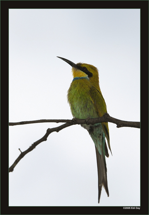 Schwalbenschwanz Bienenfresser
so lautet zumindest die direkte Uebersetzung aus dem Englischen.
Swallow-Tailed Bee-eater

Family: Meropidae 

Schlüsselwörter: Namibia, Merops hirundineus, Swallow-Tailed Bee-eater