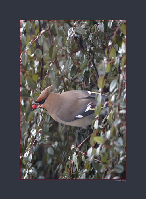 Cotoneaster...
... ist wohl eine der Leibspeisen des Seidenschwanzes.  Gesehen habe ich die rund 40 Vögel in Binz, im Kanton Zürich, bei minus 6 Grad. 
Schlüsselwörter: Seidenschwanz, Bombycilla garrulus
