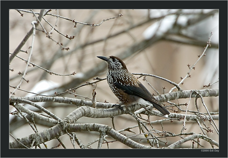 Ein seltener Gast...
war liebenswürdigerweise mal in der Nähe meiner 400mm-Linse.
Mehr unter: http://www.rabenvoegel.de/tannenhaeher.htm
Schlüsselwörter: Tannenhäger, Nucifraga caryocatactes caryocatactes, Flims