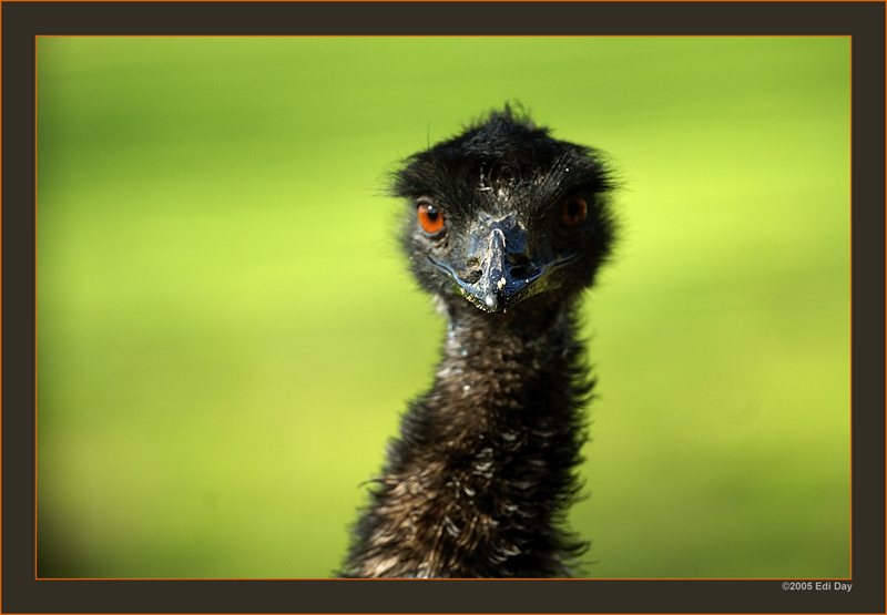Emu
australischer Laufvogel
Schlüsselwörter: Dromaius novaehollandiae, Emu, Australien, Zoo Zürich