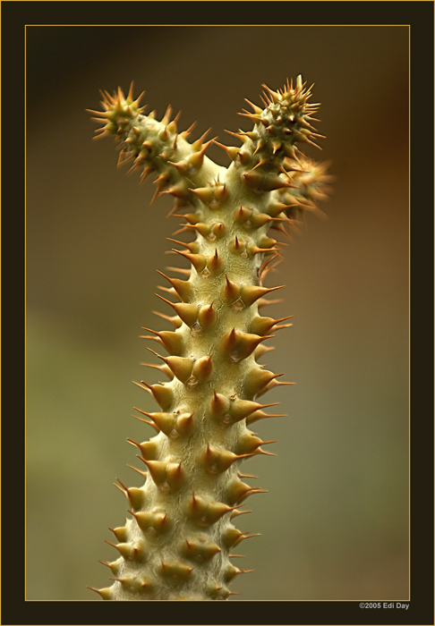 Pachypodium
Schlüsselwörter: Pachypodium, Madagaskar, Madagascar