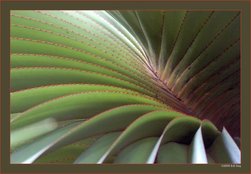 Pandanus
eine madagassische Schraubenpalme
Schlüsselwörter: Pandanus, Madagaskar, Madagascar, Masoalahalle, Zoo Zürich