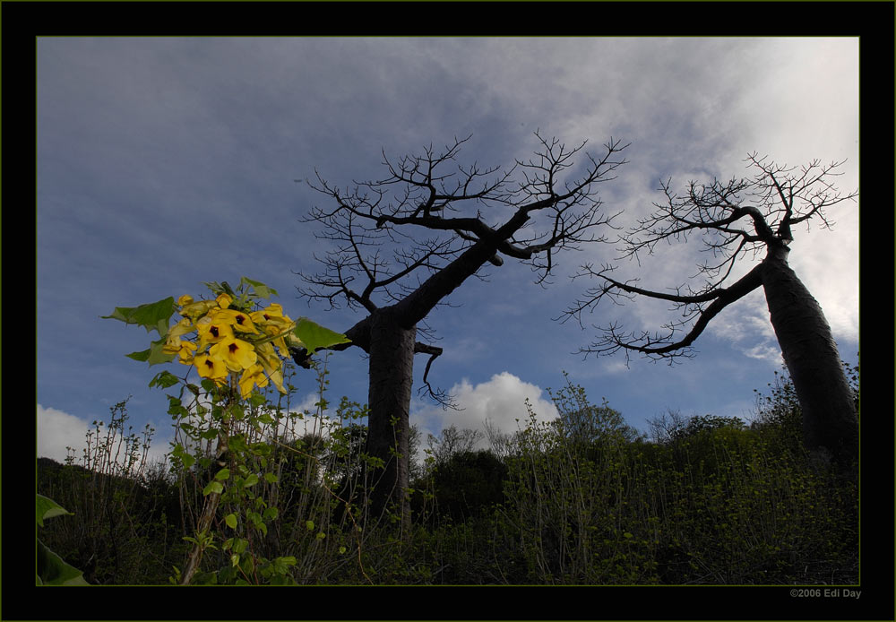 Unkarina mit Baobabs
am Fusse der Montagne de Francais
Schlüsselwörter: Madagaskar, Unkarina, Adansonia suareszensis