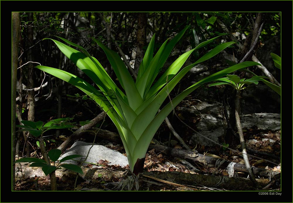 Zwiebelgewächs
Schlüsselwörter: Madagaskar