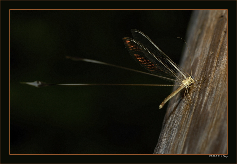 irgend ein unglaublich interessantes Insekt...
schwirrte da um die Lampe rum, es muss sich wohl um eine Schmetterlingshaft-ähnliche Kreatur handeln.
Schlüsselwörter: Namibia, Caprivi, Schmetterllingshaft