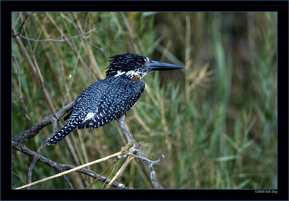 Riesen-Eisvogel
Giant Kingfisher, Grösse bis 45cm, ca. 350g.
Schlüsselwörter: Namibia, Caprivi, Okavango, Giant Kingfisher, Eisvogel