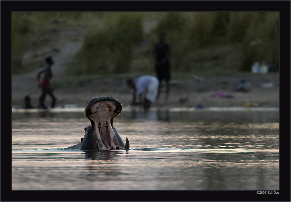 Vorsicht beim Baden...
...ist geboten. Die Nilpferde sind überall und sie sind die gefährlichsten Tiere Afrikas.
Schlüsselwörter: Namibia, Caprivi, Okavango, Flusspferd, Nilpferd, Hippopotamus amphibius
