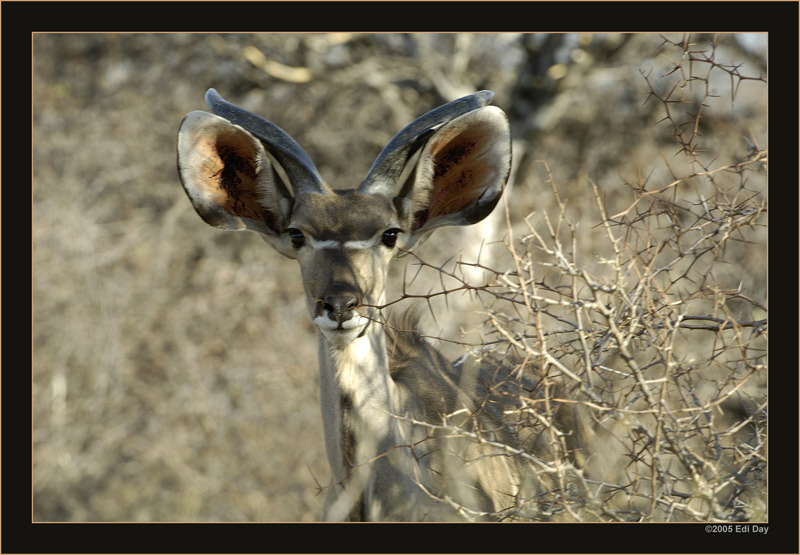 Bushbuck
Chobe Buschbock, eindrücklich mit seinen grossen Ohren.
Schlüsselwörter: Buschbock, Bushbuck, Tragelaphus sriptus, Namibia