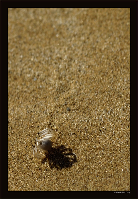 Rollerball
Dancing White Lady Spider 
Die weisse Spinne lebt in der Namibwüste in tiefen Falltürtunnels im lockeren Sand.
Sie kann bei Gefahr von räuberischen Wespen ein Rad formen und die Dünen hinunter kollern.

Schlüsselwörter: Carparachne alba, dancing white Lady, Namibia, Namibwüste