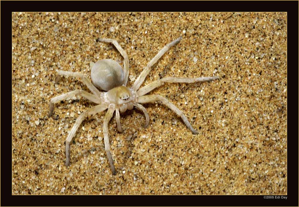 The dancing White Lady
Die weisse Spinne lebt in der Namibwüste in tiefen Falltürtunnels im lockeren Sand.
Sie kann bei Gefahr von räuberischen Wespen ein Rad formen und die Dünen hinunter kollern.
Schlüsselwörter: Carparachne alba, dancing white Lady, Namibia, Namibwüste