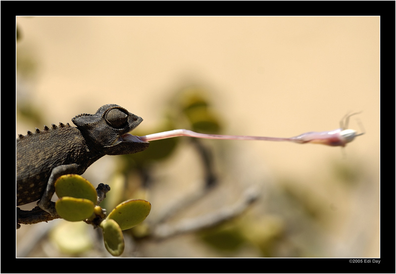 guter Schuss
das Wüstenchamäleon hat den weissflügligen Schwarzkäfer mit gezieltem Schuss erlegt.
Schlüsselwörter: Namibia, Swakopmund, Namaqualand Chamäleon, Chamaeleo namaquensis