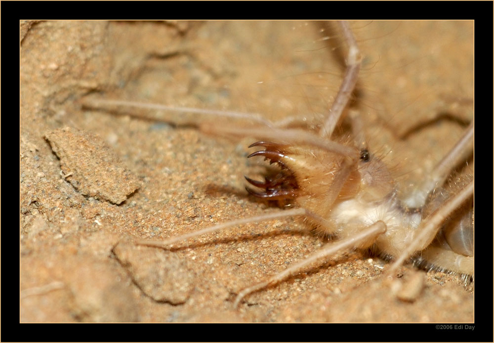 Solifuge
zwar nicht giftig, aber trotzdem, den Finger möchte ich nicht hinhalten
Schlüsselwörter: Namibia, Soussus vlei