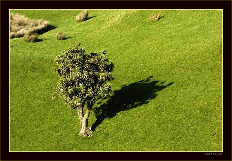 Cabbage Tree
Diesen in Neuseeland heimischen Baum findet man sowohl in den Urwäldern als auch wie hier als Uebrigbleibsel des ursprünglichen Waldes. Die Maori nennen ihn Ti Kouka und der wissenschaftliche Name ist Cordyline australis.
Schlüsselwörter: Cabbage Tree, Cordyline australis, Neuseeland