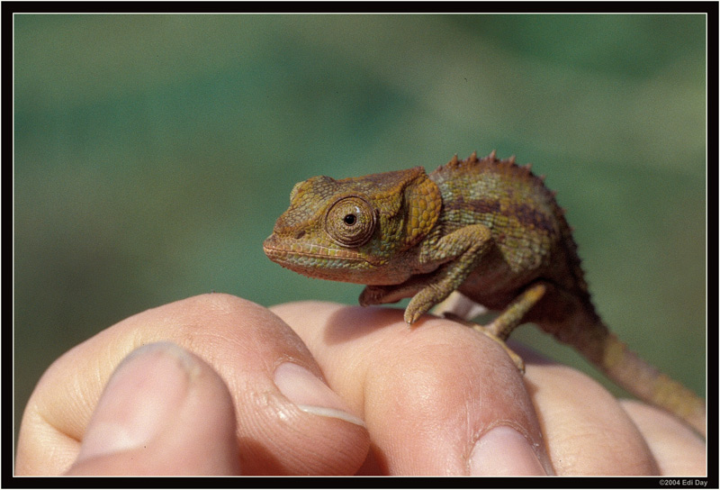 Calumma hilleniusi (f)
Madagaskar. Im Ankaratra-Gebirge, nördlich von Ambatolampi an der Hauptstrasse von Tana (Antananarivo) nach Antsirabe.
F100 - AF Micro 70-180mm f/4.5-5.6

Schlüsselwörter: Calumma hilleniusi, Chamäleon, Madagaskar, Ankaratra