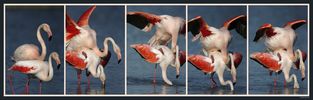 Dateiname=Flamingopaarung_1.jpg
Dateigröße=124KB
Abmessungen: 1000x319
hinzugefügt am: 05. Juni 2004 Flamingopaarung_1.jpg