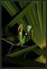 Mantis_1821_700.jpg