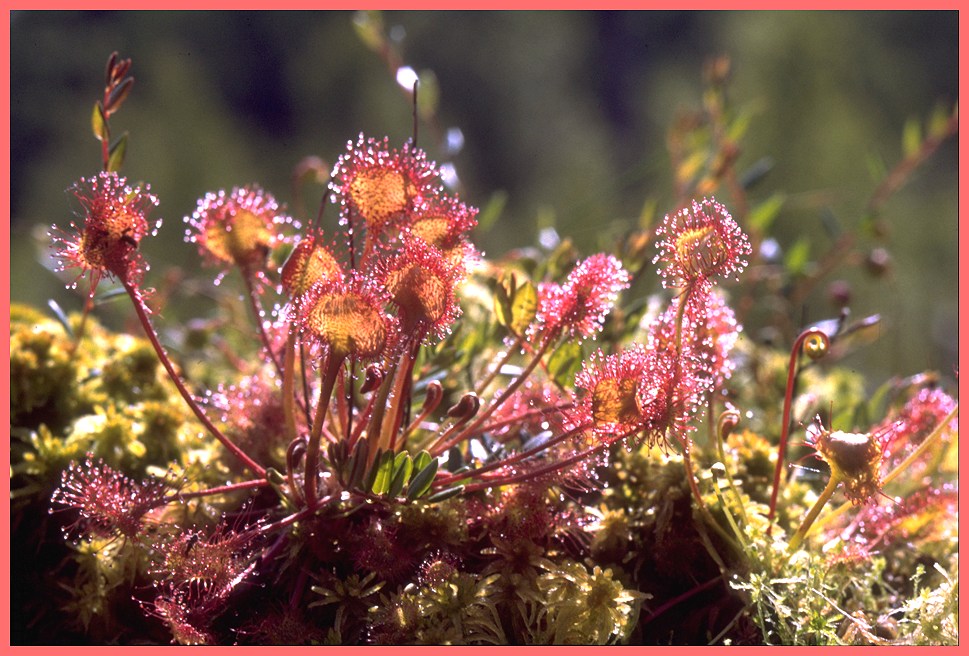 Sonnentau, Reusstal
Schlüsselwörter: Sonnentau, Reusstal