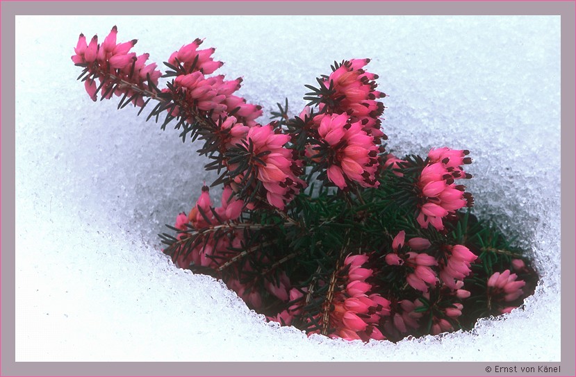 Erika erwacht zu neuem Leben
Das zarte Erwachen fasziniert mich jedesmal, wenn ich diese Aufnahme ansehe. Die Pflanze trotzt der Kälte und eisigen Umklammerung der Schnees.
