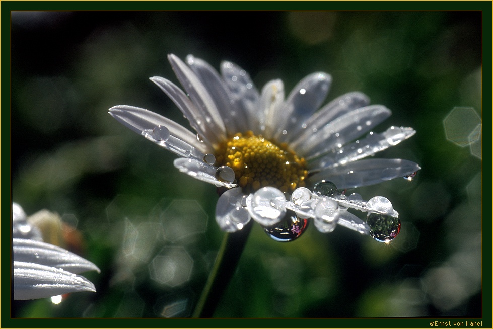 Frühlingserwachen
Nikon F5 105mm Makro
Schlüsselwörter: Tautropfen, Makro