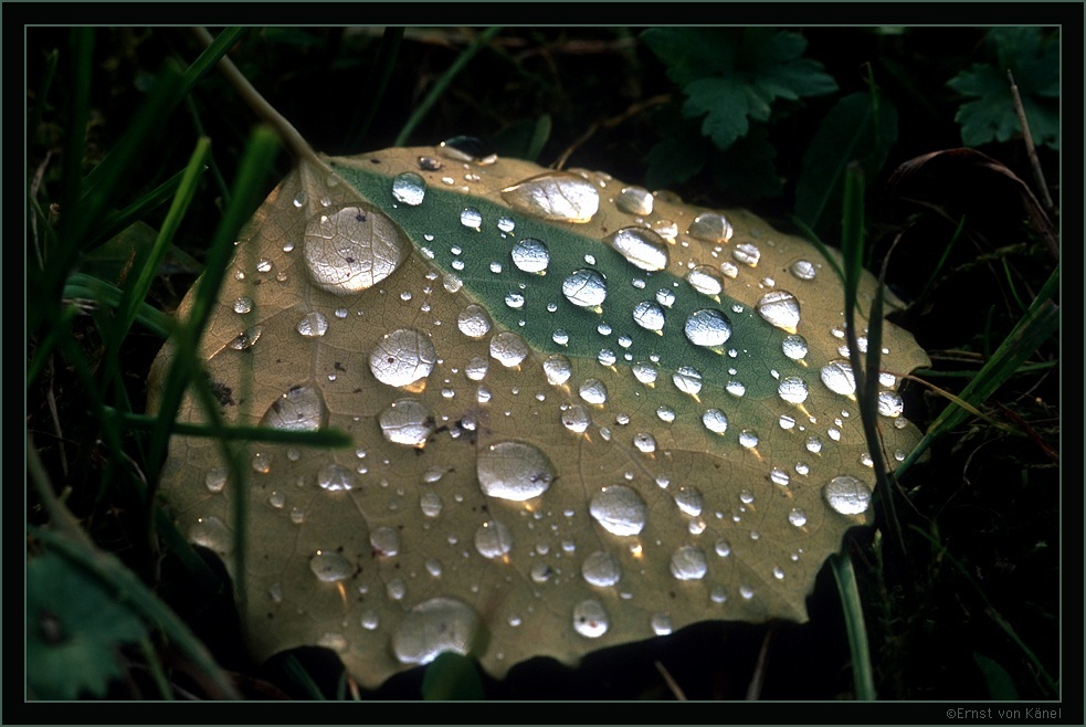 Herbst
Nikon F5 200mm Makro
Schlüsselwörter: Tautropfen auf Blatt
