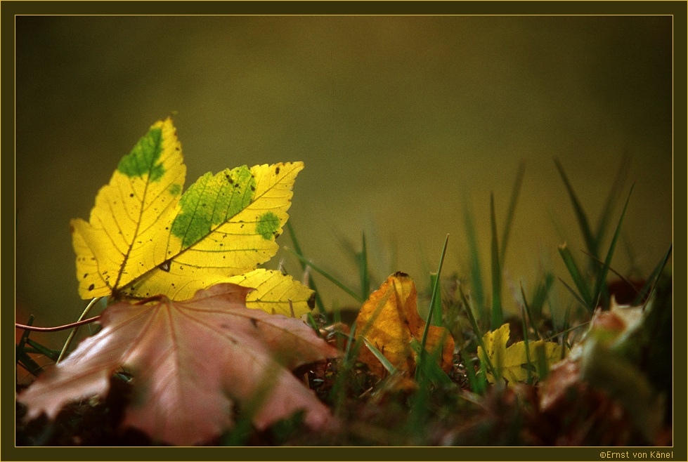 Herbst
Nikon F5 70 - 210mm Sigma
Schlüsselwörter: Herbstblatt