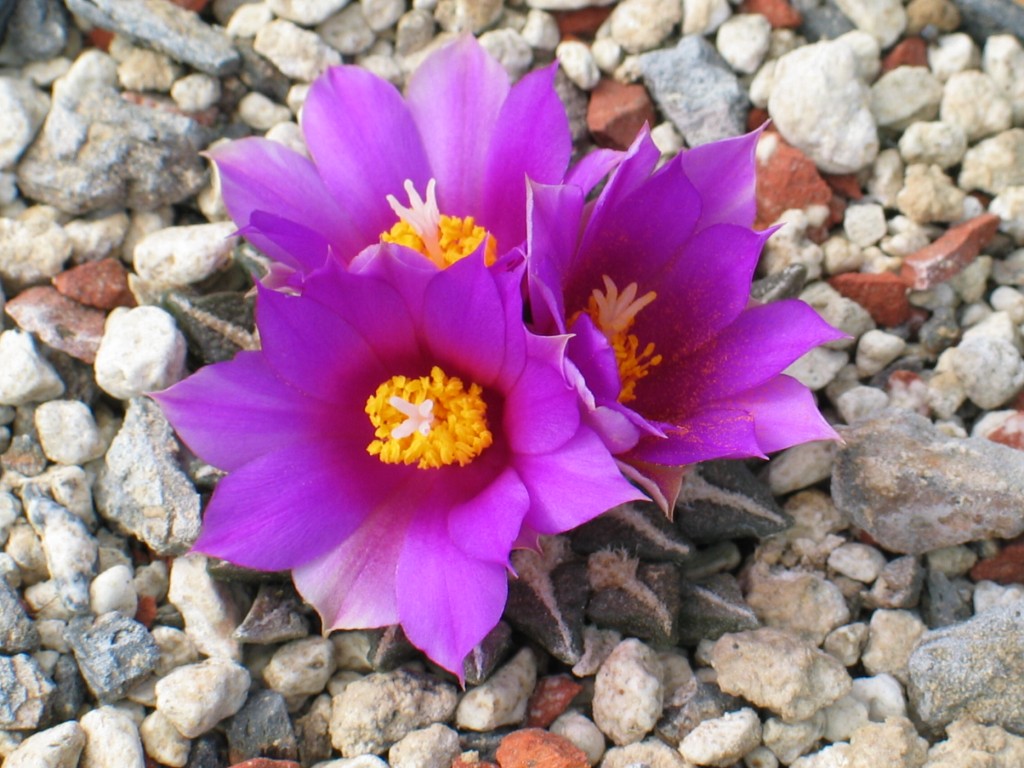 Ariocarpus kotschoubeyanus rot
Wenn Ariocarpus kotschoubeyanus blüht, ist von der Pflanze nichts mehr zu sehen
Schlüsselwörter: Ariocarpus kotschoubeyanus-rot