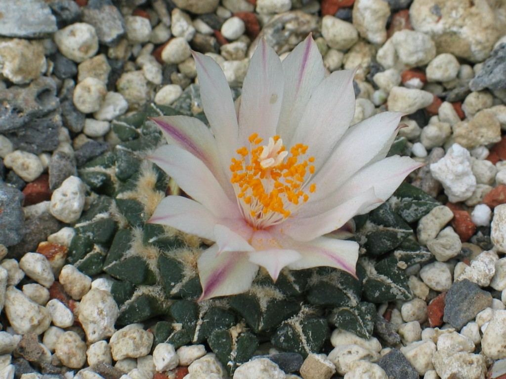 Ariocarpus kotschoubeyanus-albiflorus
Die weiße Form von Ariocarpus kotschoubeyanus
Schlüsselwörter: Ariocarpus kotschoubeyanus-albiflorus