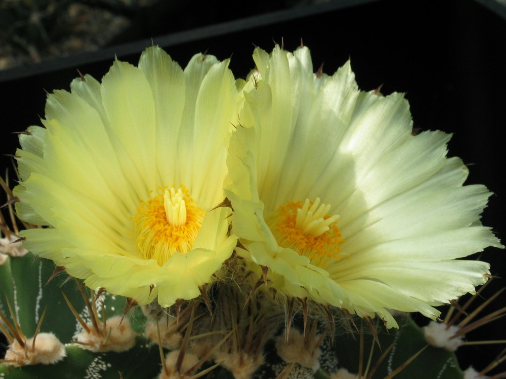 Astrophytum ornatum
Schlüsselwörter: Astrophytum ornatum