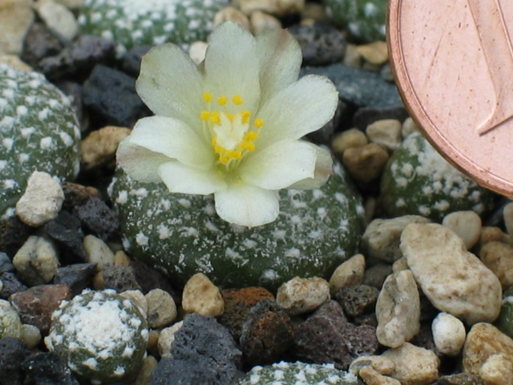 Blossfeldia liliputana
Der kleinste Kaktus der Welt ( zum Vergleich 1 €-Cent )
Schlüsselwörter: Blossfeldia liliputana