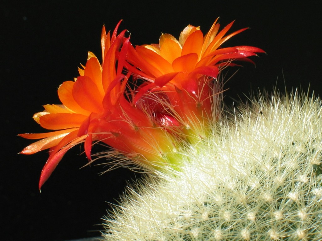 Brasilicactus haselbergii
Brasilicactus haselbergii auch unter Notocactus haselbergii bekannt.
Schlüsselwörter: Brasilicactus haselbergii