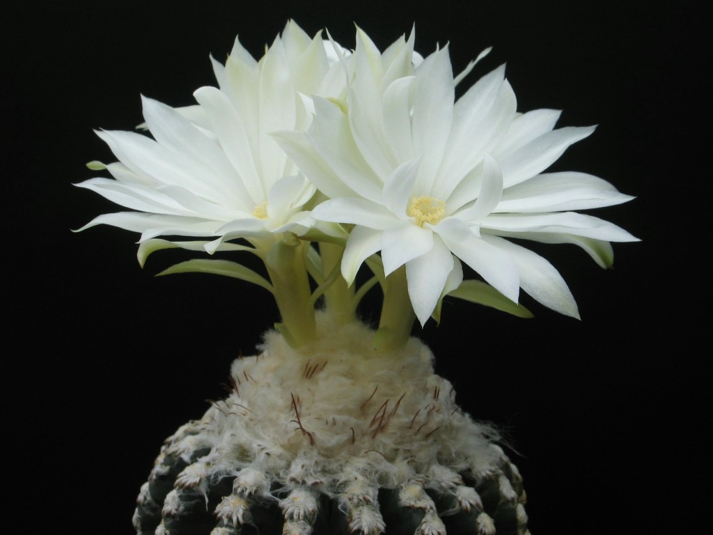 Discocactus horstii
Wenn Discocacteen blühen erfüllt ein sehr angenehmer Duft das Gewächshaus
Schlüsselwörter: Discocactus horstii