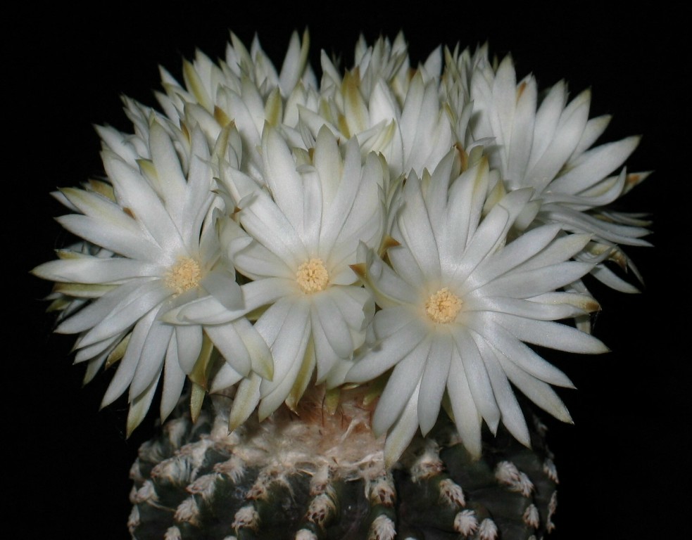 Discocactus horstii
Ein Discocactus horstii mit 13 Blüten - Der Star im Gewächshaus für eine Nacht
Schlüsselwörter: Discocactus horstii