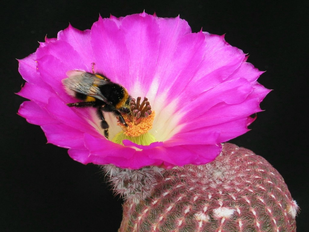 Echinocereus rigidissmus
Auch einheimische Insekten mögen Exoten
Schlüsselwörter: Echinocereus rigidissmus