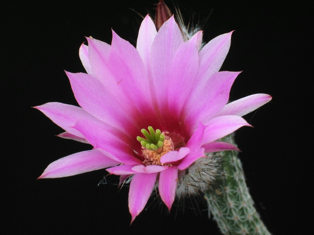 Echinocereus tamaulipensis
Die Blüte von Echinocereus tamaulipensis (auch unter Wilxocia tamaulipensis bekannt )
Schlüsselwörter: Echinocereus tamaulipensis