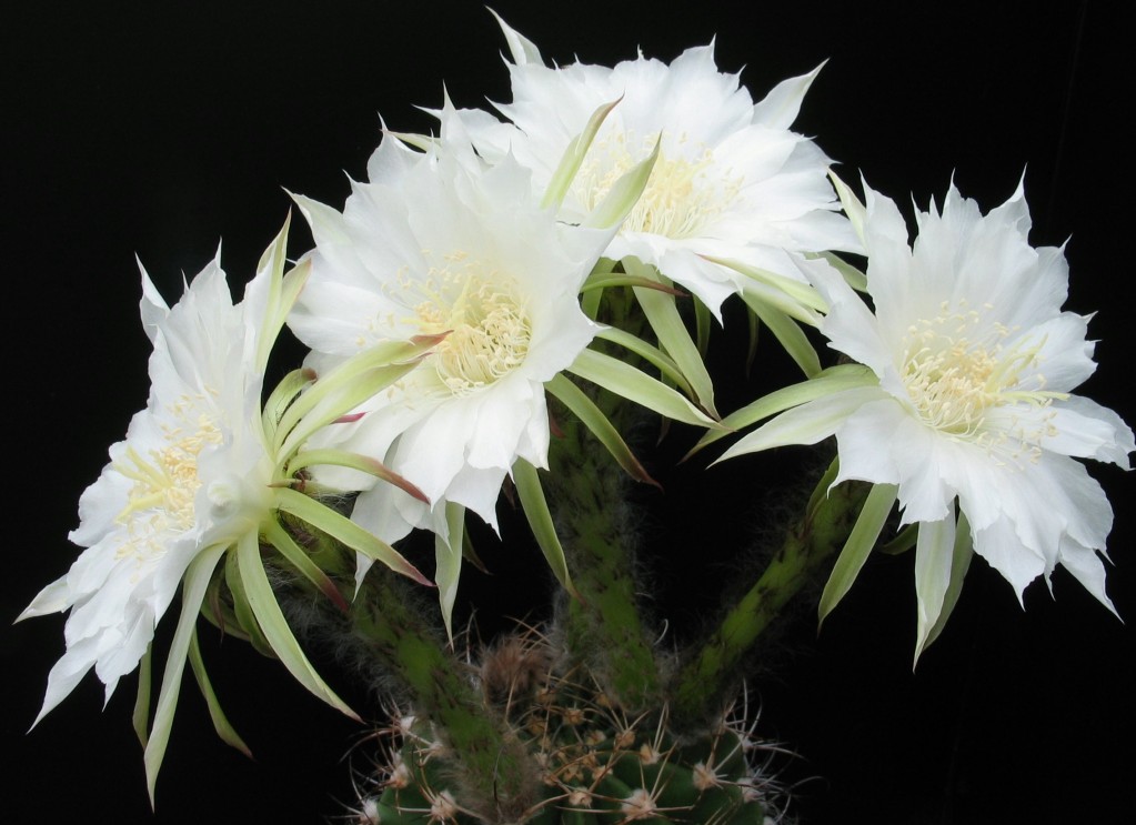 Echinopsis mendoza
Die reinweißen Blüten von Echinopsis mendoza strahlen nur eine Nacht
Schlüsselwörter: Echinopsis mendoza