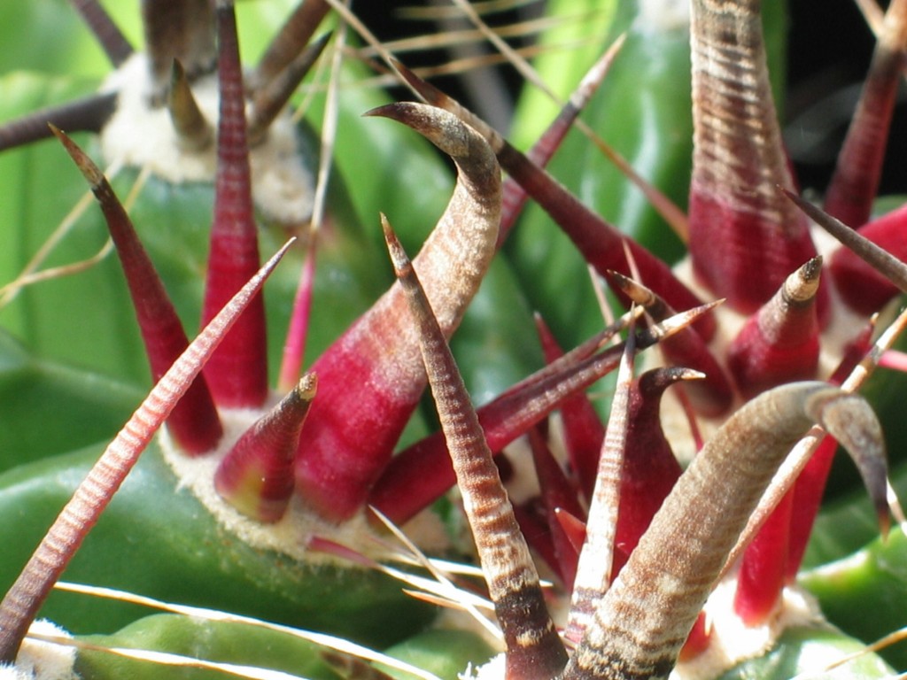 Bedornung eines Ferocactus
Schlüsselwörter: Bedornung eines Ferocactus