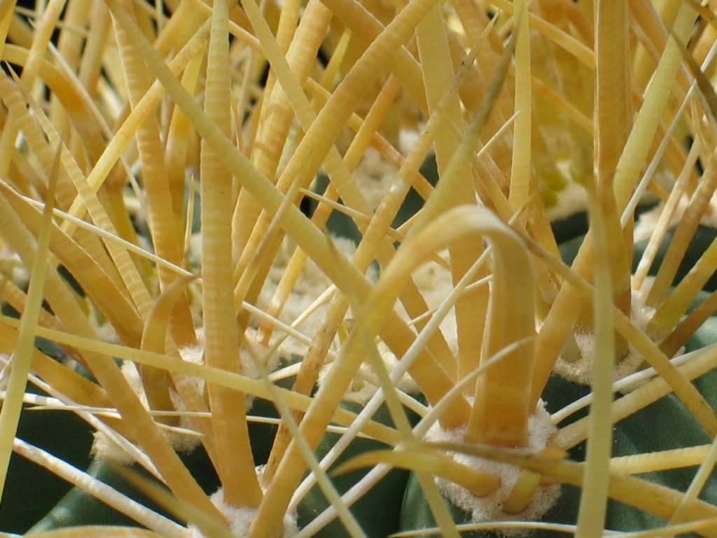 Ferocactus acanthodes
Die Bedornung eines Ferocactus acanthodes ist extrem wehrhaft.
Schlüsselwörter: Ferocactus acanthodes