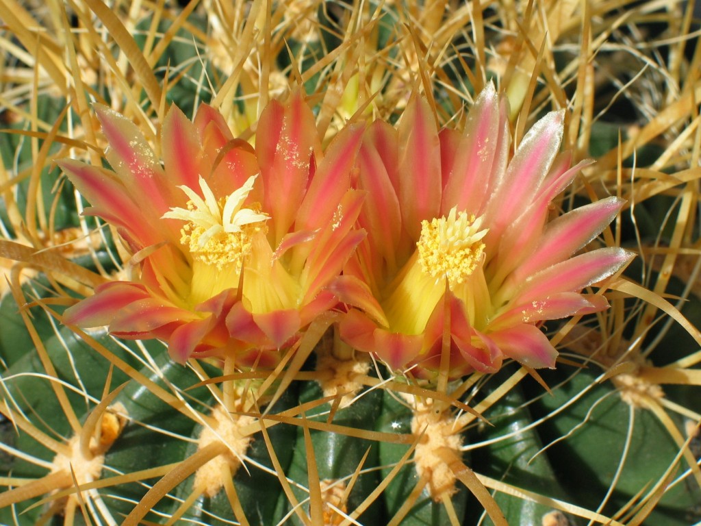 Ferocactus acanthodes
Die Blüten vom Ferocactus acanthodes sind gut geschützt
Schlüsselwörter: Ferocactus acanthodes