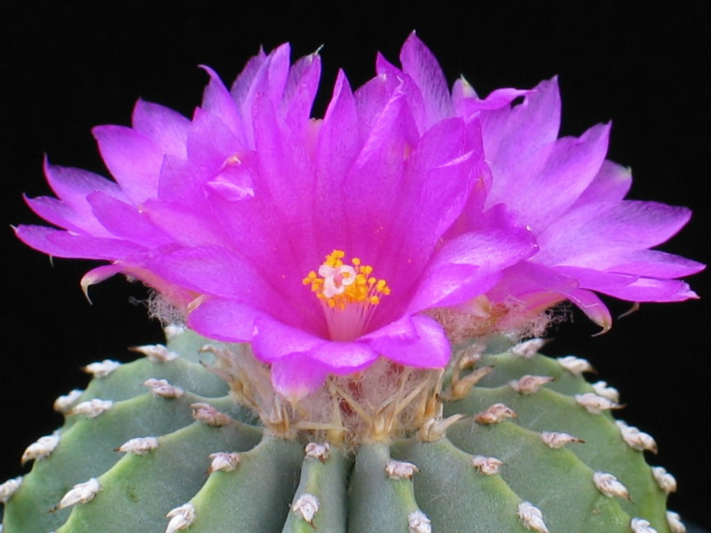 Geohintonia mexicana
Die junge tiefgepfopfte Pflanze blüht zum ersten Mal
Schlüsselwörter: Geohintonia mexicana