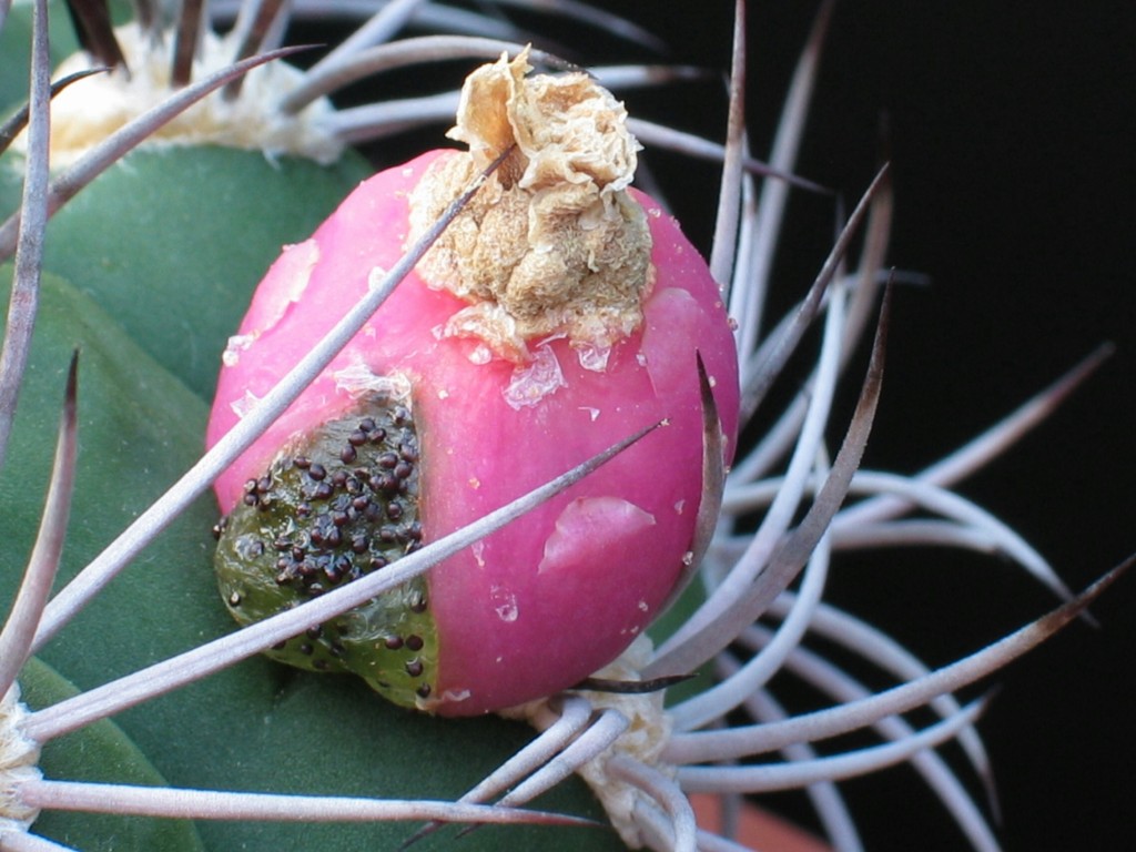 Gymnocalycium sagolines
Die Samen von Gymnocalycium sagolines sind reif
Schlüsselwörter: Gymnocalycium sagolines