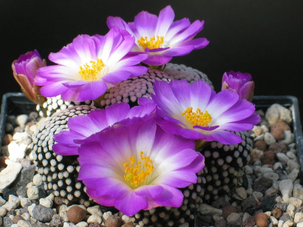 Mammillaria luethii
Mammillaria luethii wurzelecht in voller Blüte
Schlüsselwörter: Mammillaria luethii